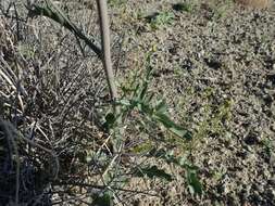 Image of hairy wild cabbage