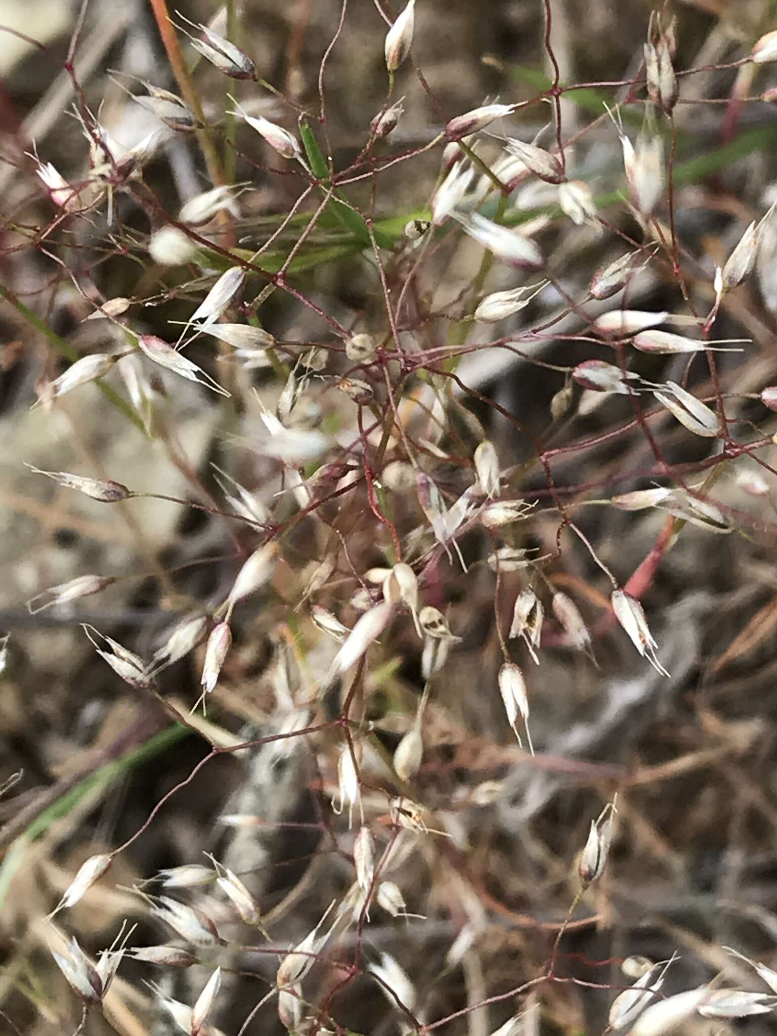 Image of silver hairgrass