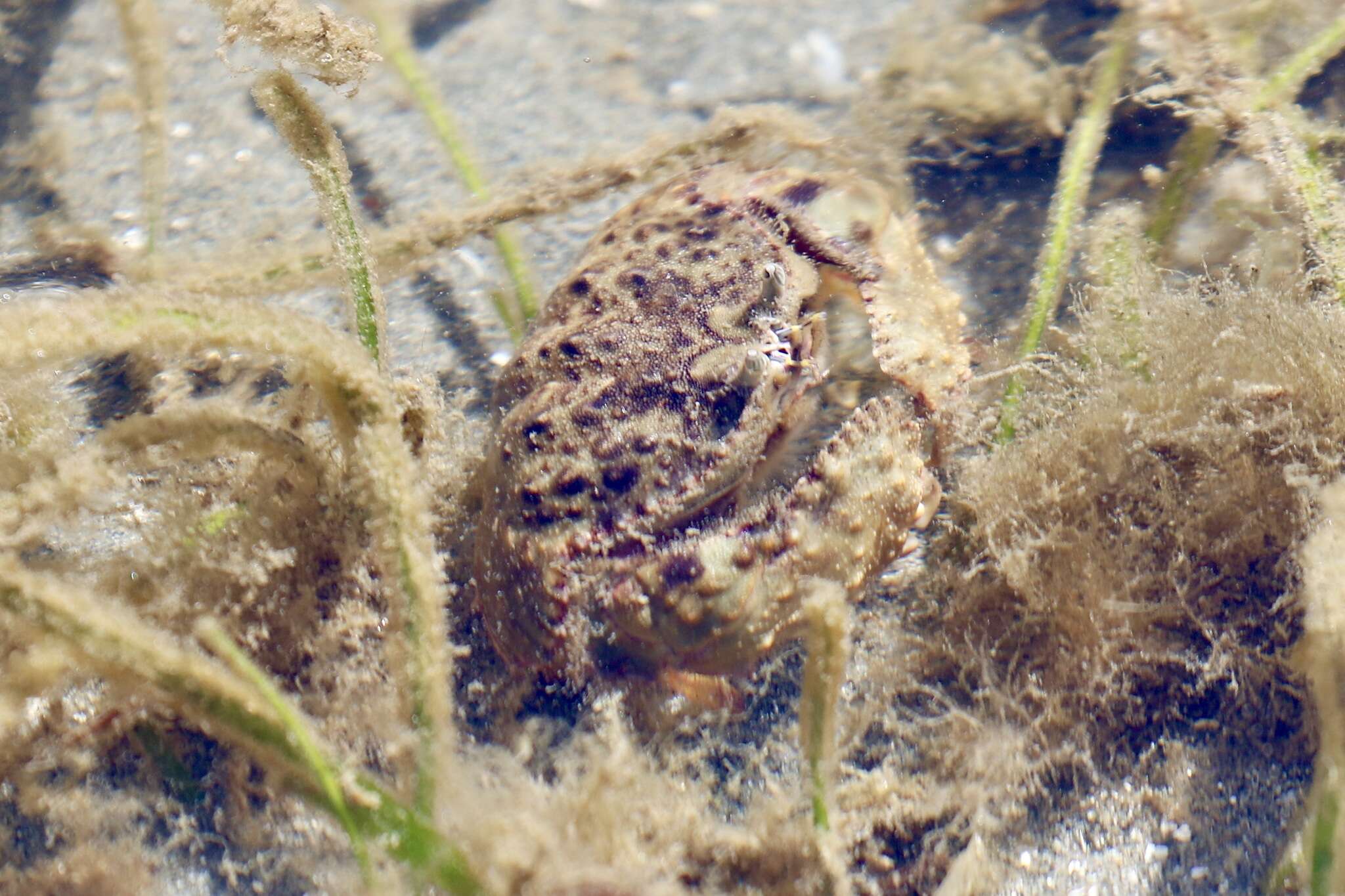 Image of smooth box crab