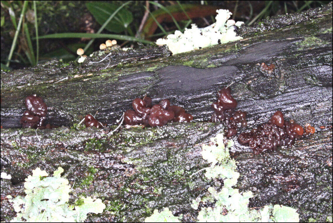 Image of Phaeotremella fimbriata (Pers.) Spirin & Malysheva