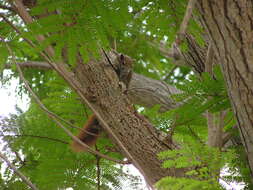 Image of Finlayson’s Squirrel