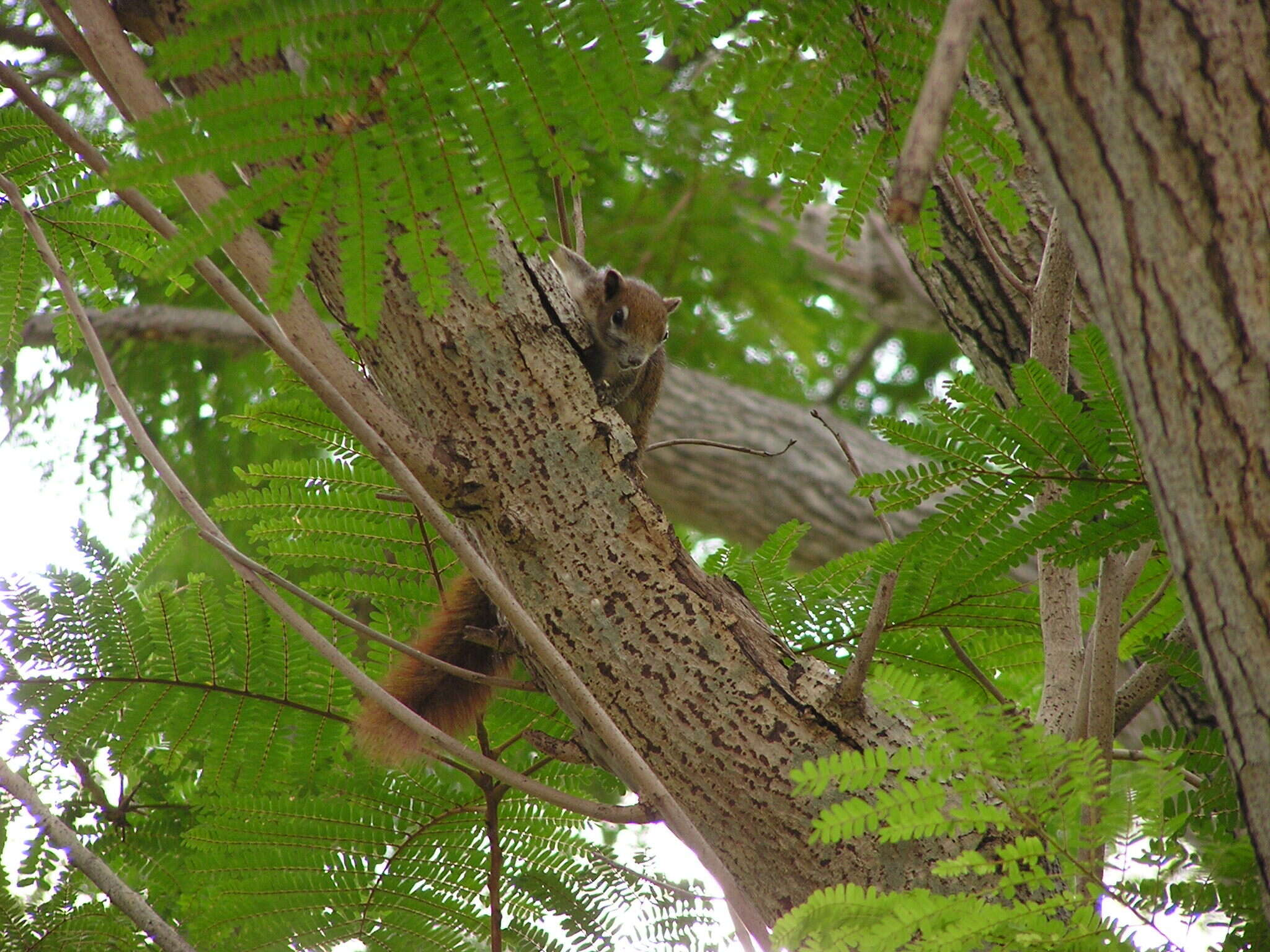 Image of Finlayson’s Squirrel