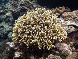 Image of Fire coral