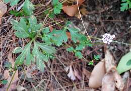 Imagem de Trachymene procumbens (F. Müll.) Benth.