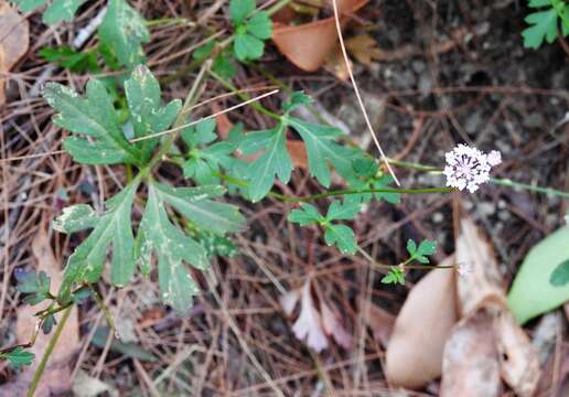 Imagem de Trachymene procumbens (F. Müll.) Benth.