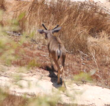 Image of Odocoileus hemionus fuliginatus Cowan 1933