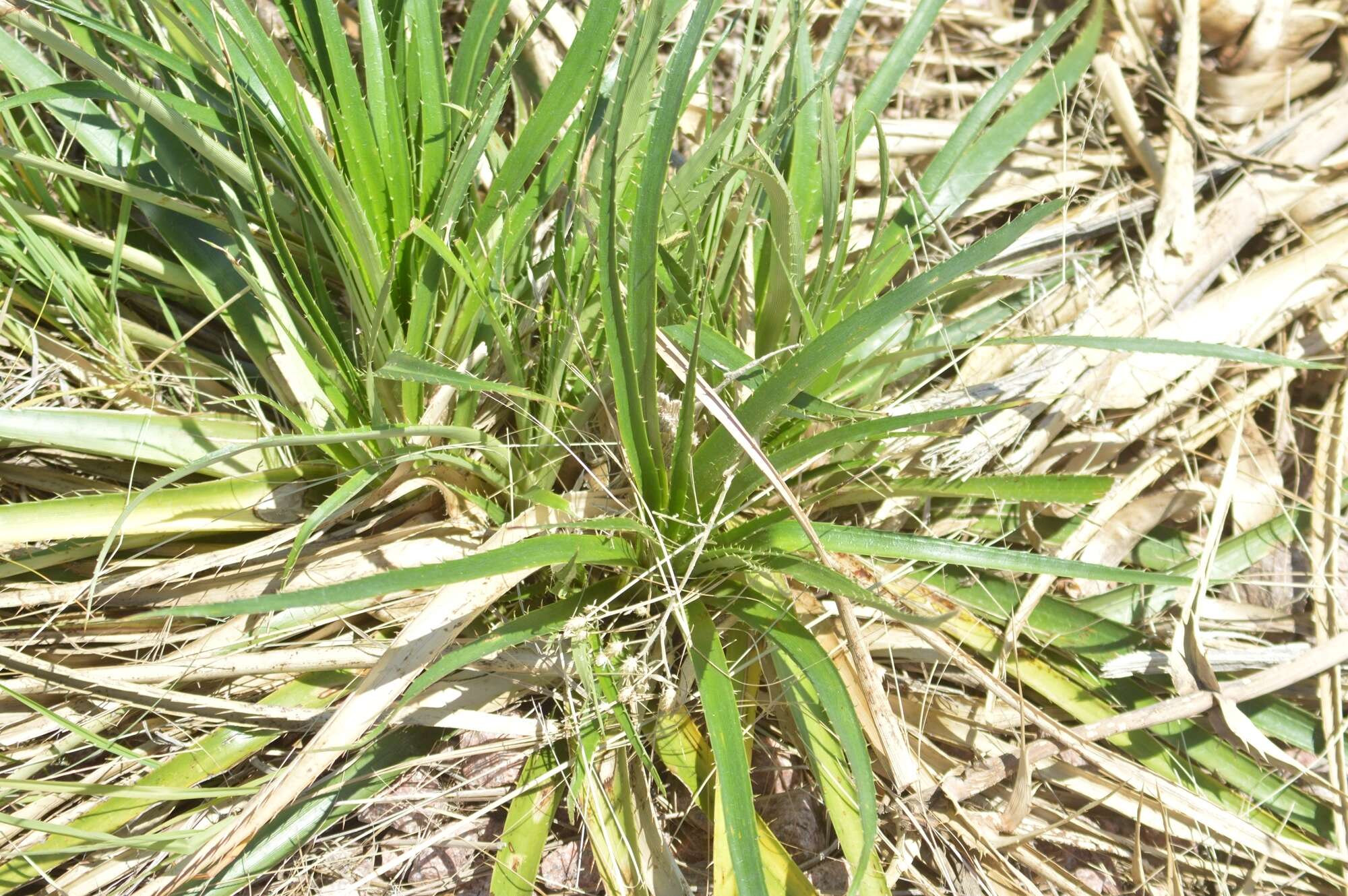 Image of Eryngium horridum Malme