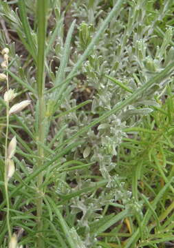 Image of Blue-leaf Vernonia