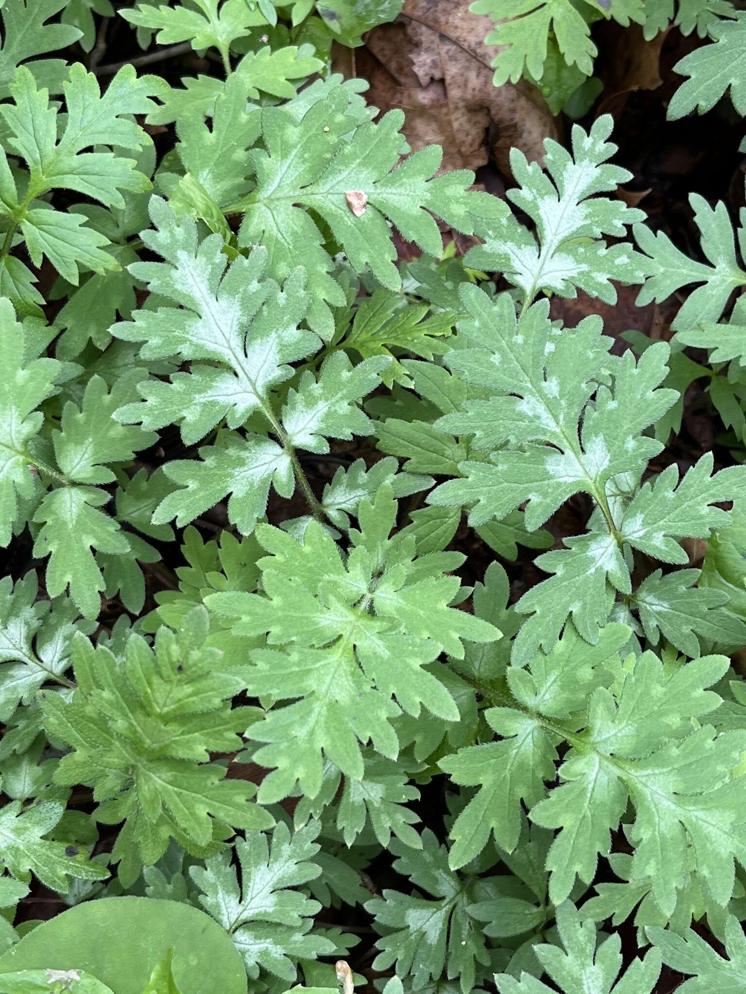 Image of Brown's waterleaf