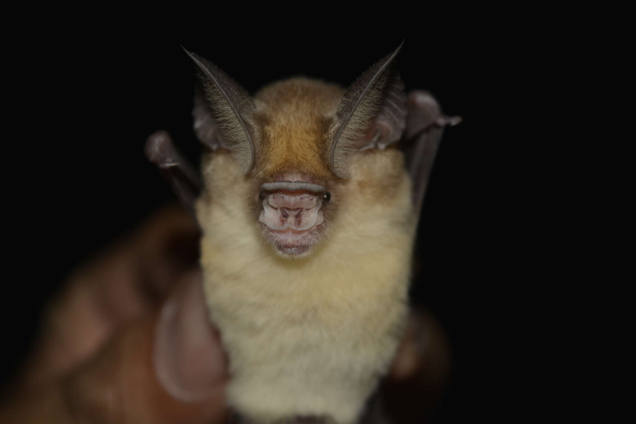 Image of Fulvus Leaf-nosed Bat