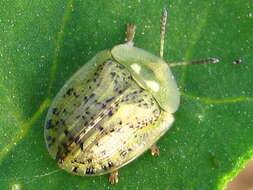 Image de Cassida (Cassida) nebulosa Linnaeus 1758