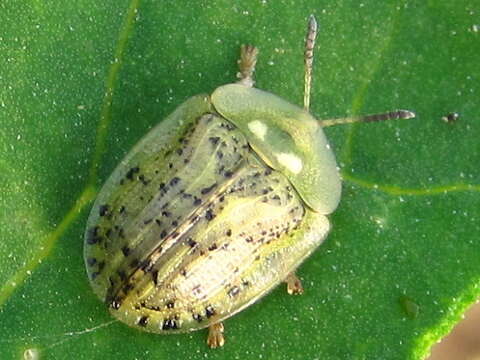 Image of Beet tortoise beetle