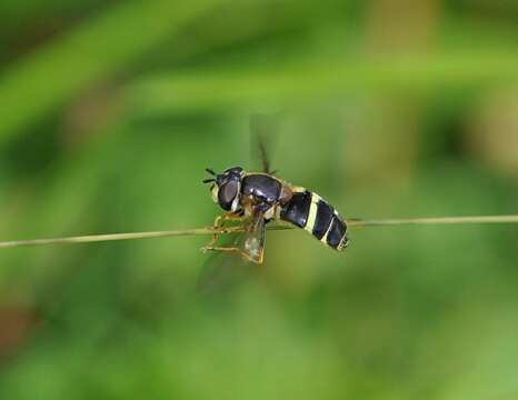 Image of Dasysyrphus tricinctus (Fallen 1817)