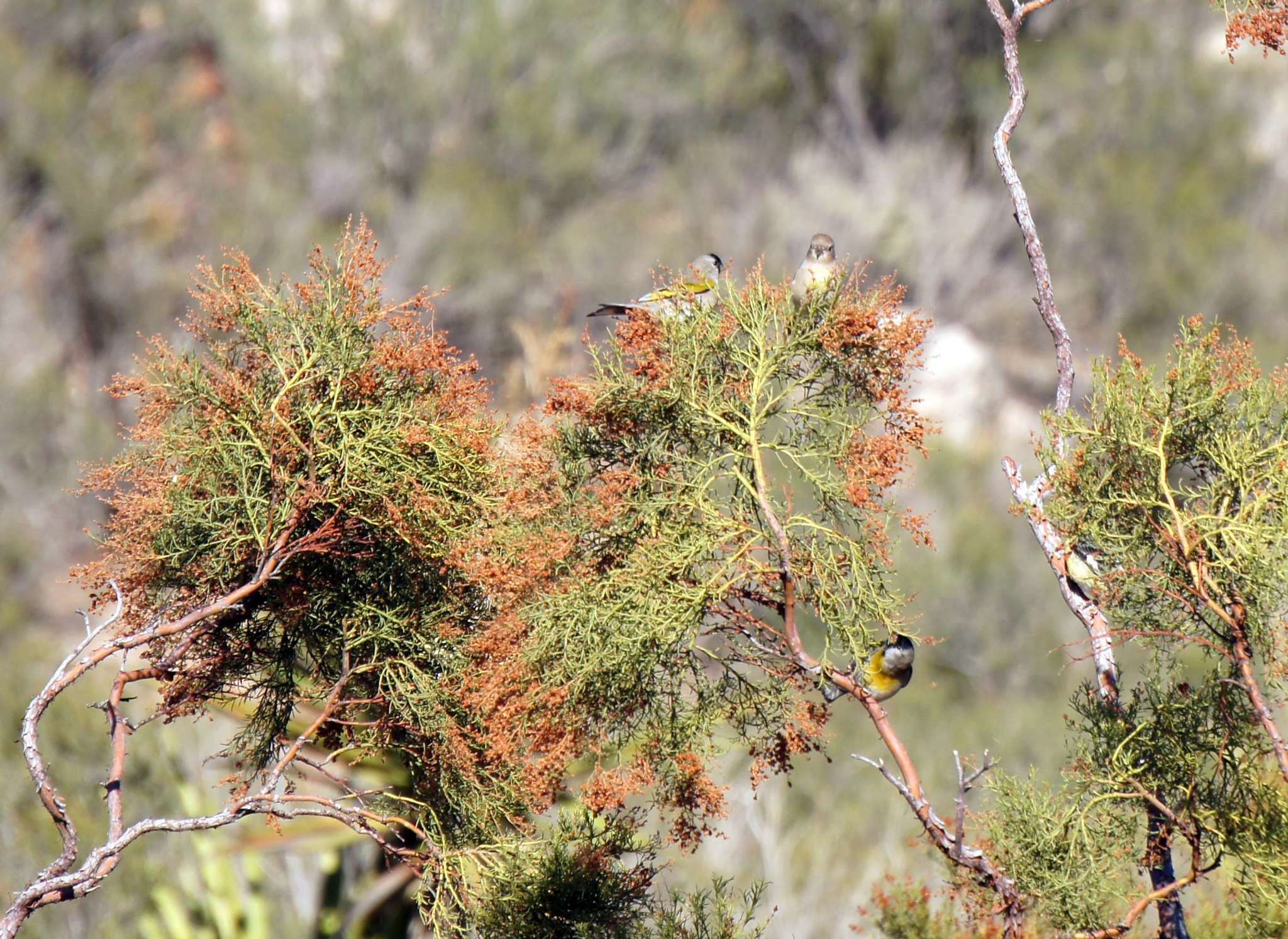 Image of Lawrence's Goldfinch