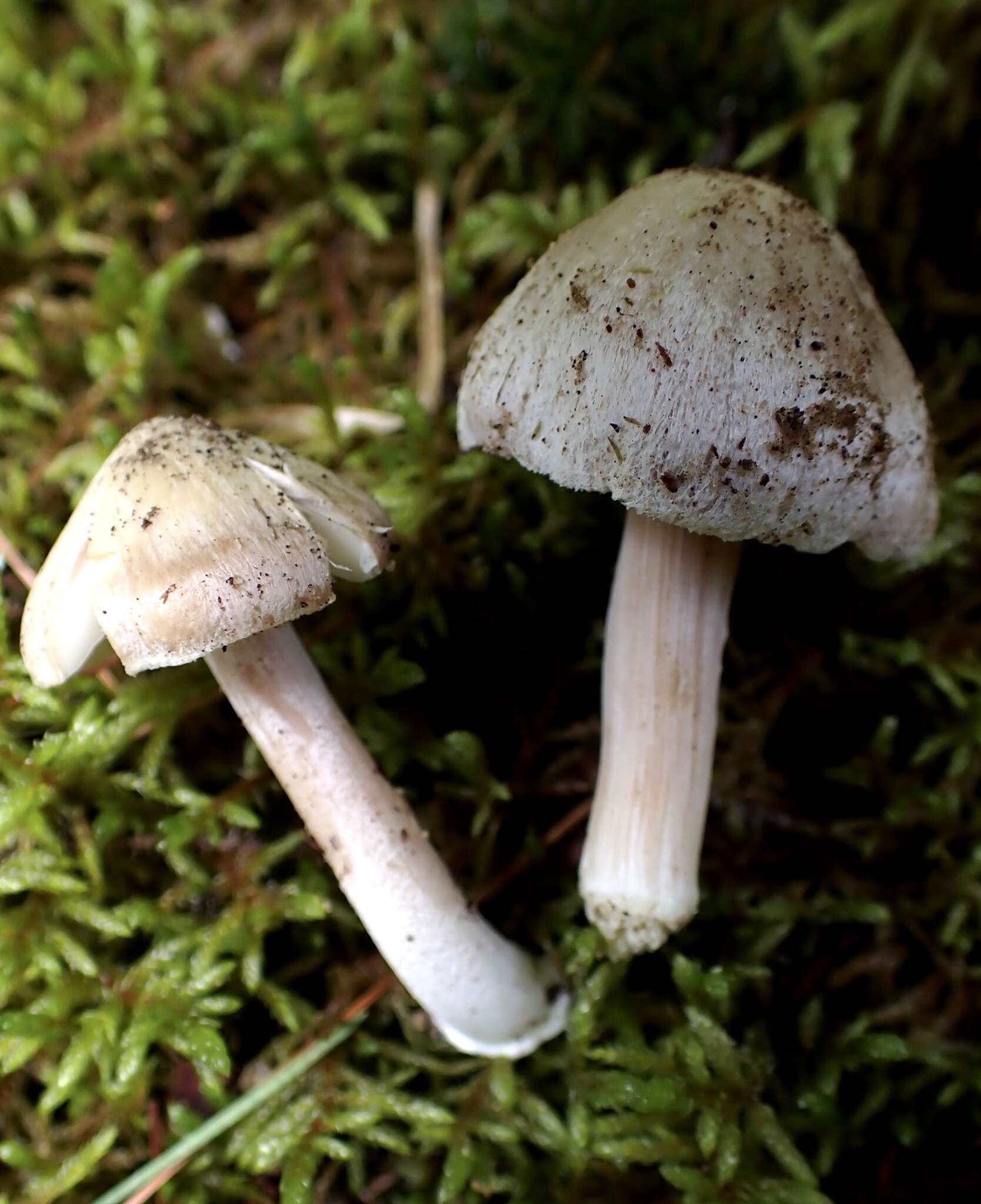 Plancia ëd Inocybe acriolens Grund & D. E. Stuntz 1975