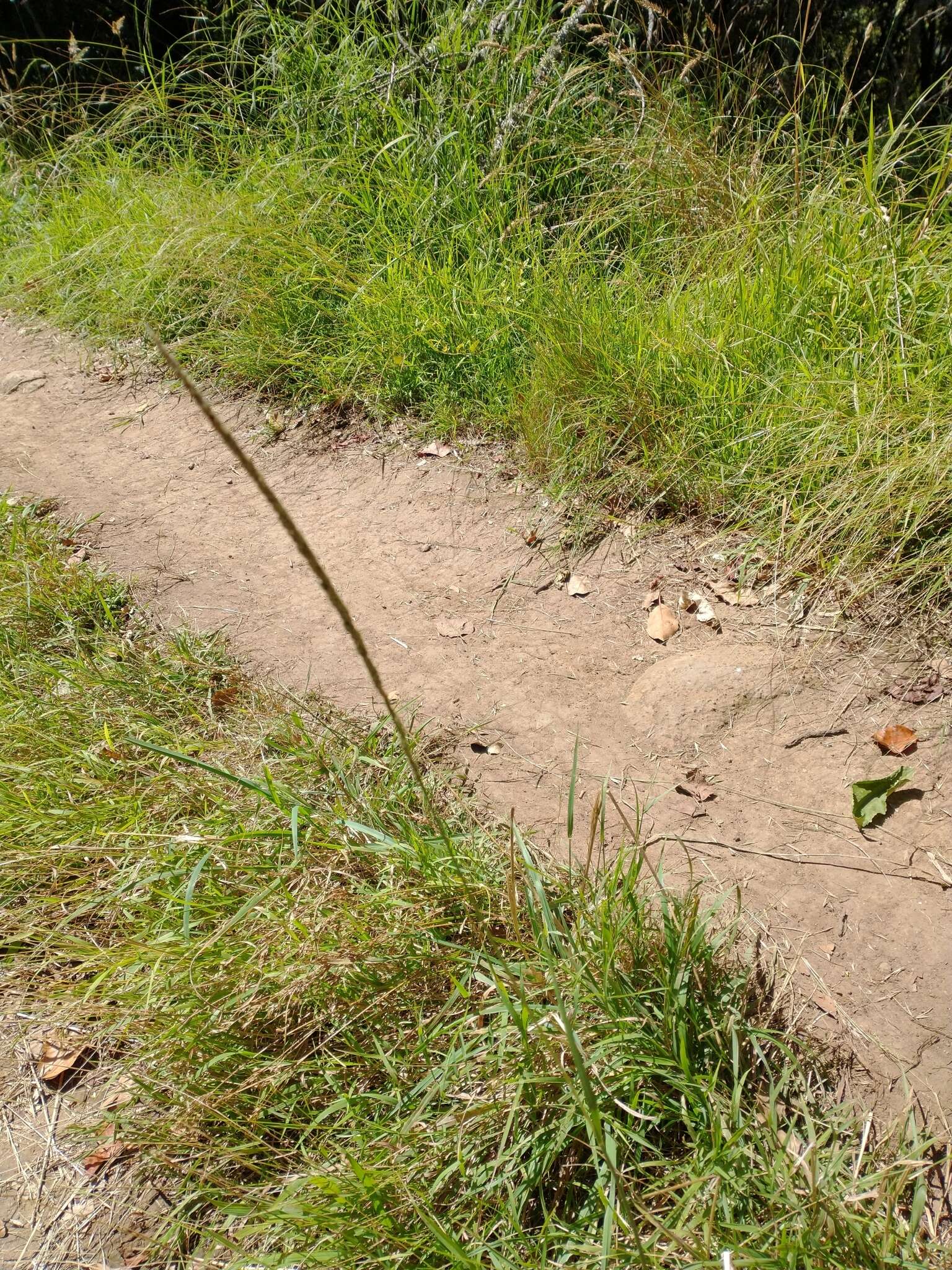 Image of rat-tail grass