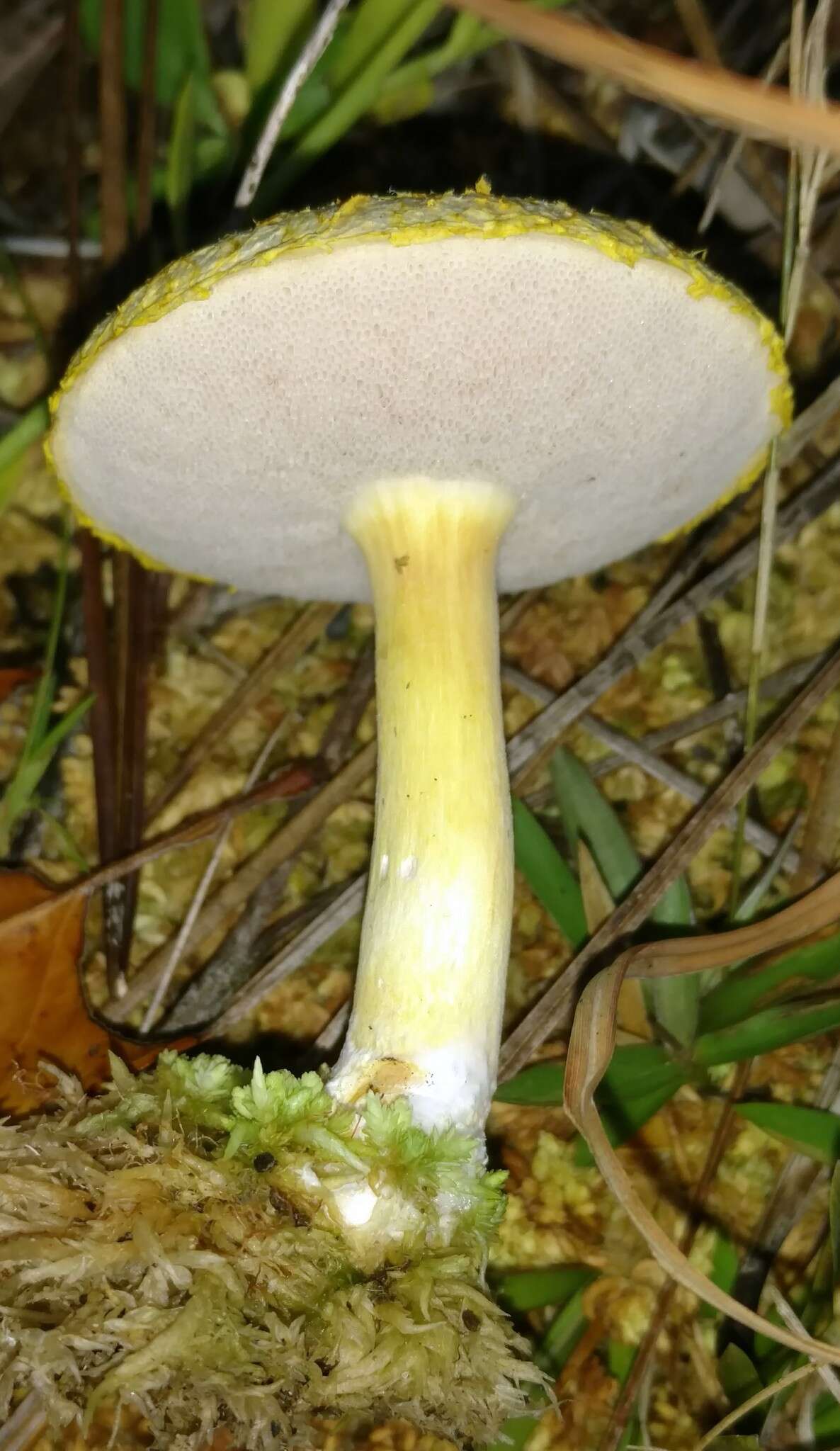 Слика од Veloporphyrellus