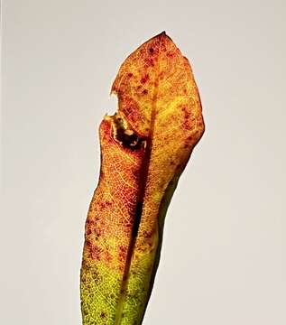 Image of <i>Aspilanta argentifera</i> Braun 1927