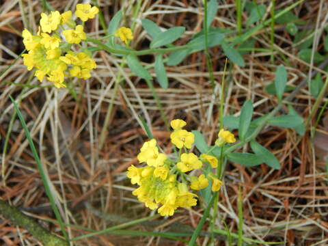 Image de Alyssum montanum subsp. gmelinii (Jord. & Fourr.) Hegi & E. Schmid