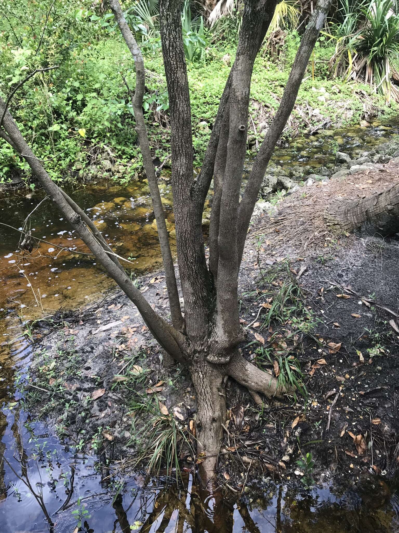 Image de Fraxinus caroliniana Mill.