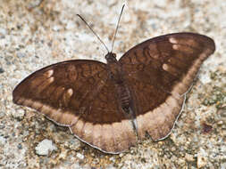 Tanaecia lepidea cognata resmi