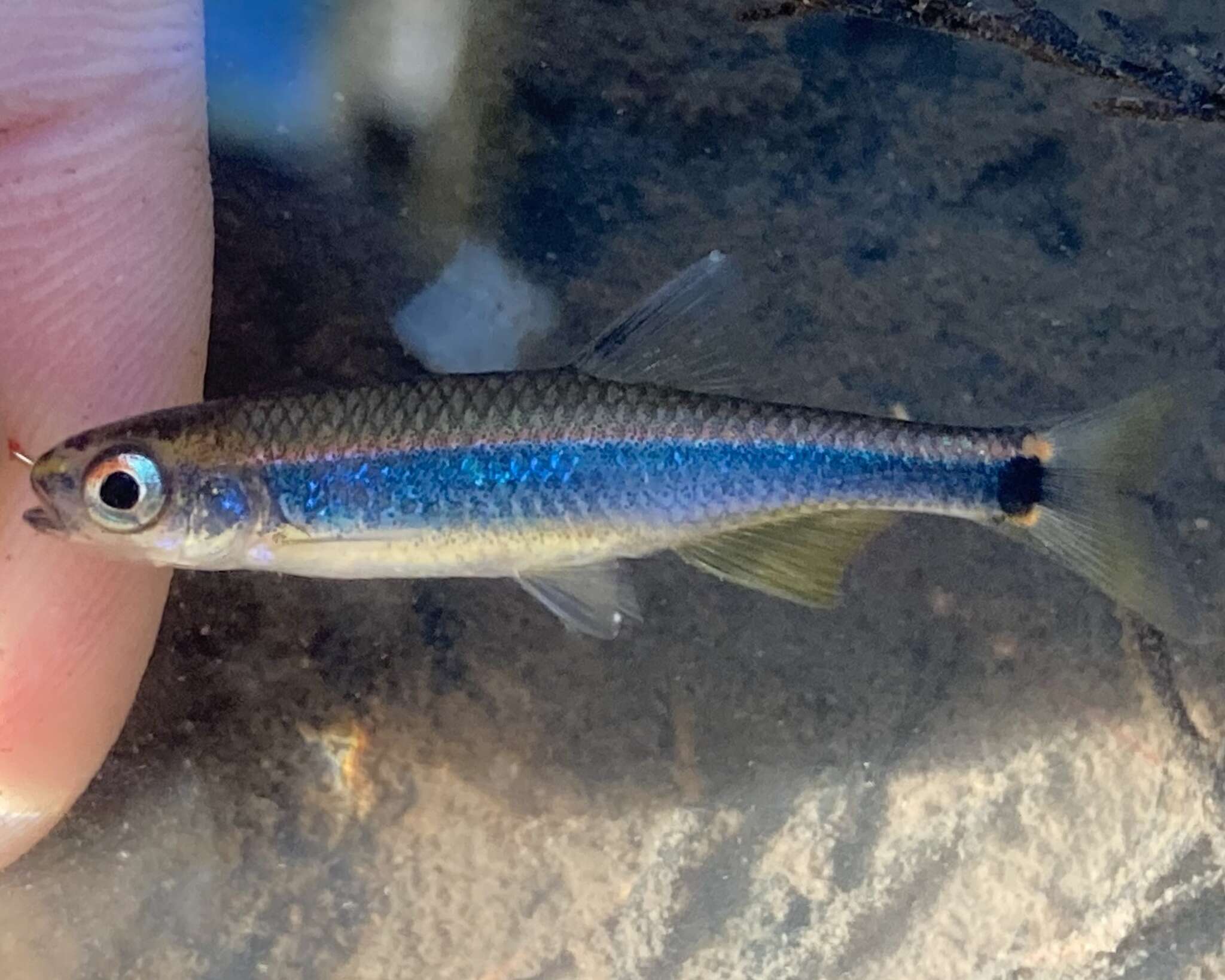 Image of Apalachee shiner