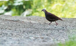 Image of White-throated Quail-Dove