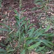 Image of bigleaf bristlegrass