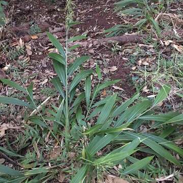 Image of bigleaf bristlegrass