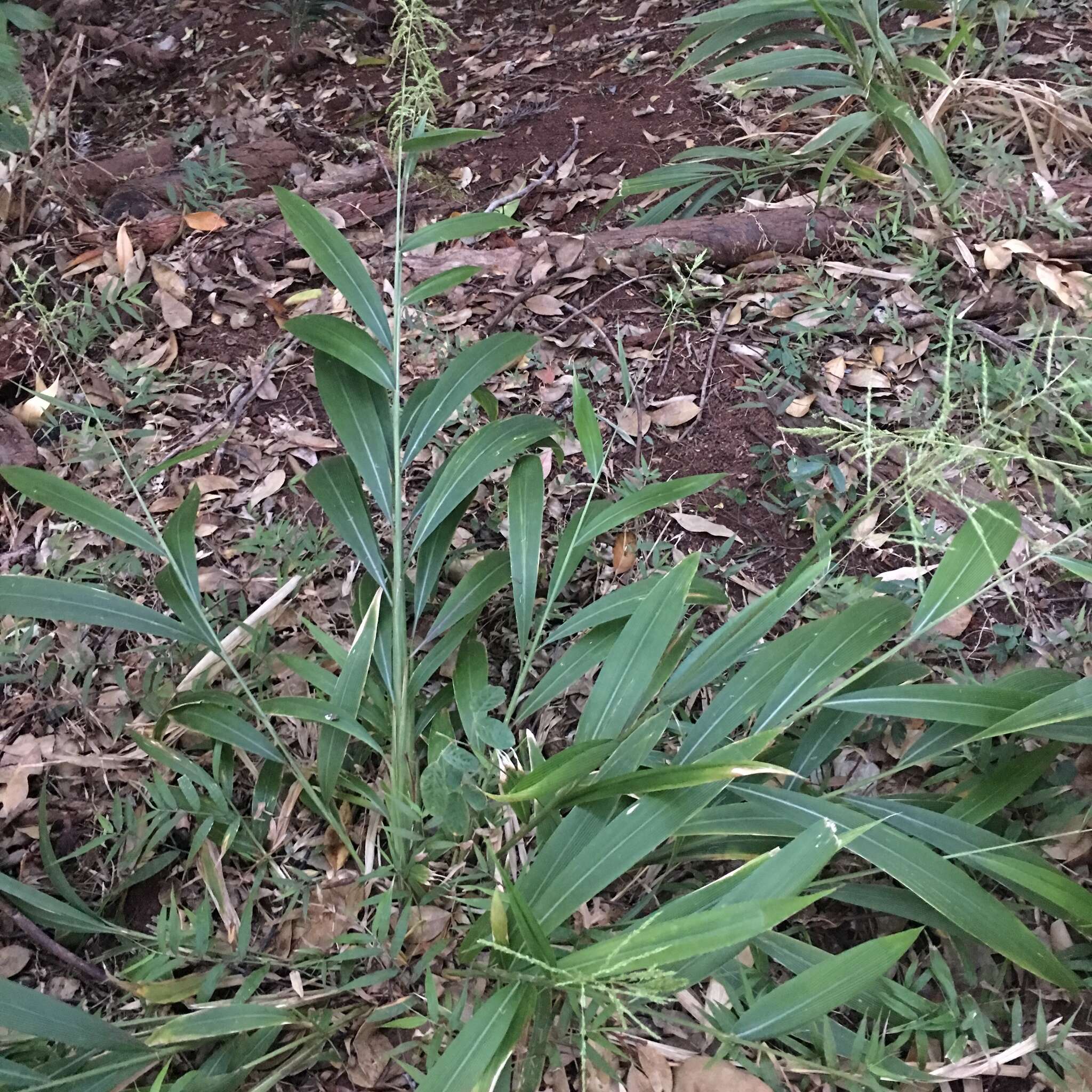 Image of bigleaf bristlegrass