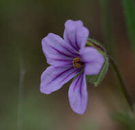 Image of longbeak stork's bill