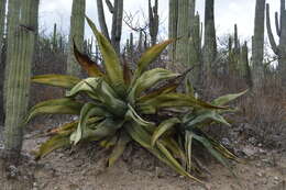 Image of Agave marmorata Roezl