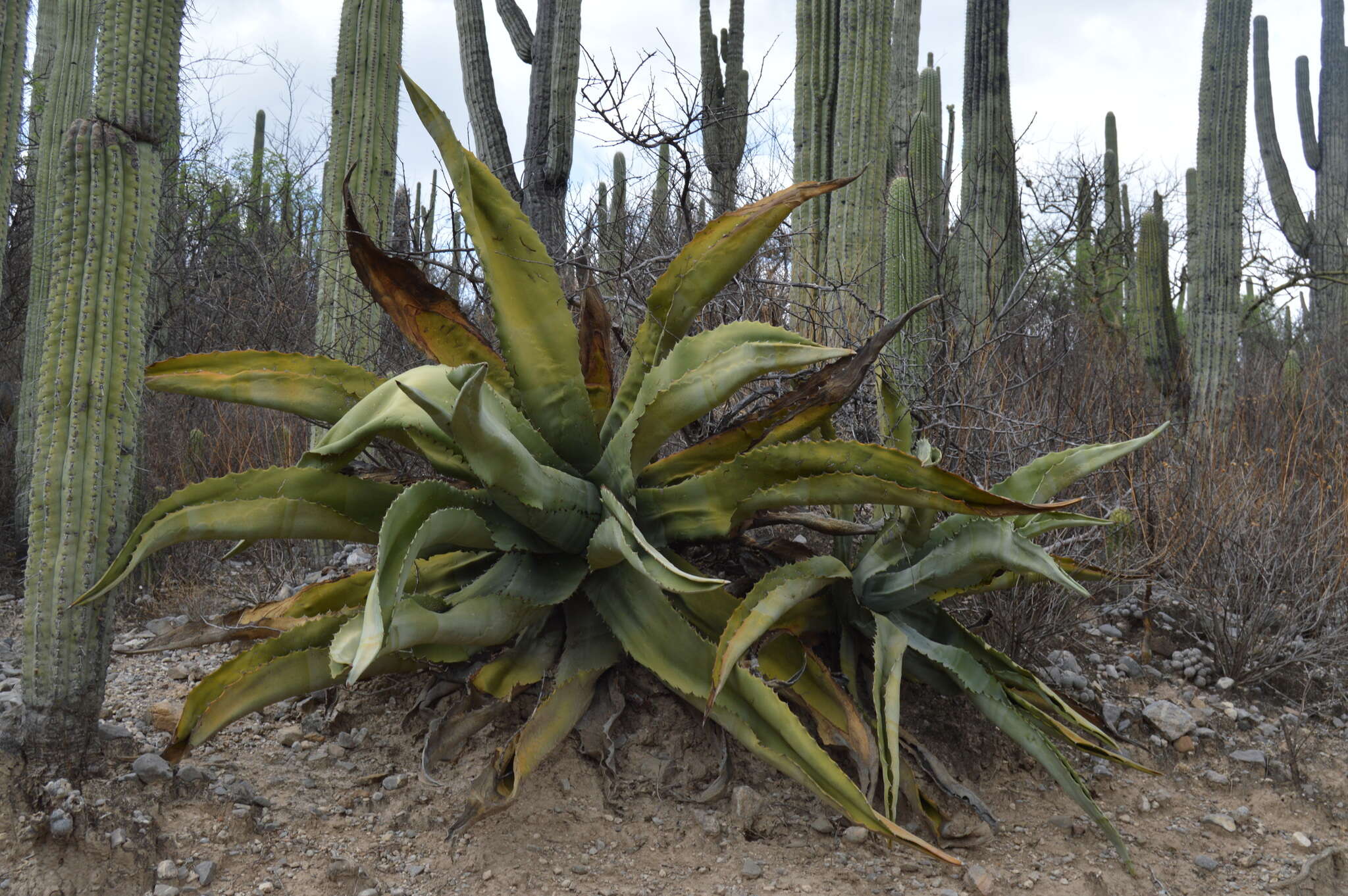 Image of Agave marmorata Roezl