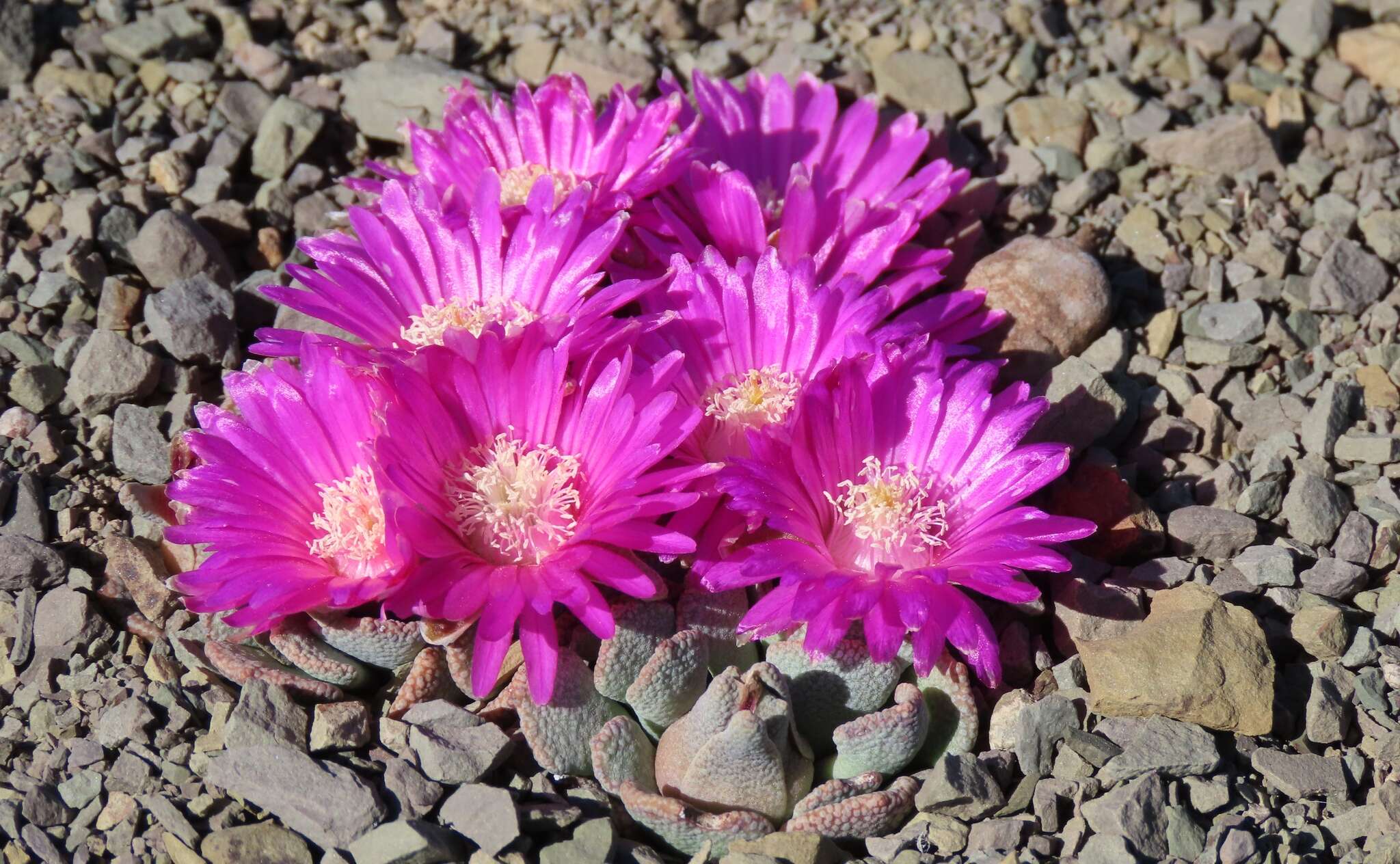 Image of Aloinopsis spathulata (Thunb.) L. Bol.