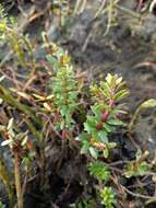 Image de Hippuris tetraphylla L. fil.