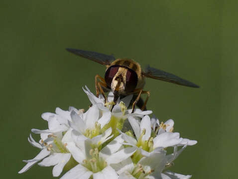 صورة Helophilus latifrons Loew 1863