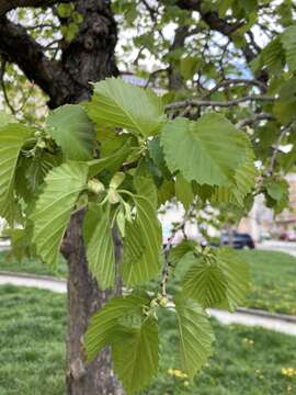 Image of Turkish Hazel