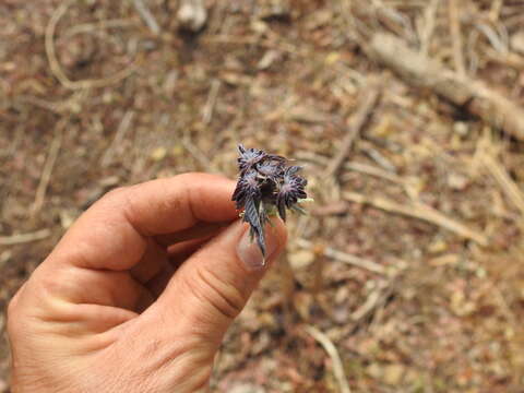 Image of Gyrocarpus jatrophifolius Domin