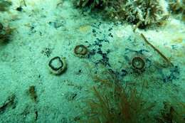 Image of Large polyp hard coral