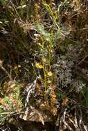 Image of Drosera peltata subsp. auriculata (Backh. ex Planch.) Conn