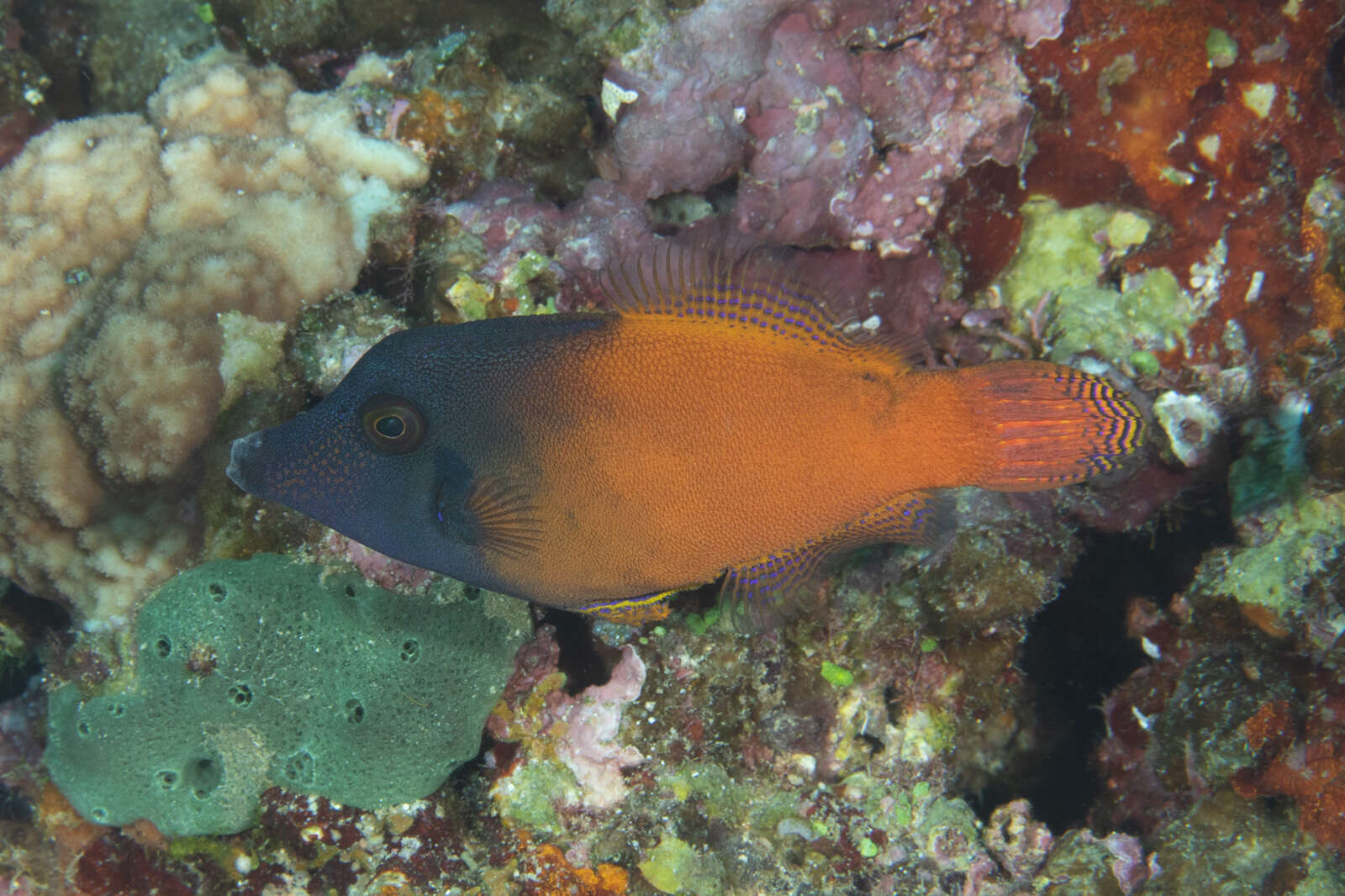 Image of Black-headed Leatherjacket