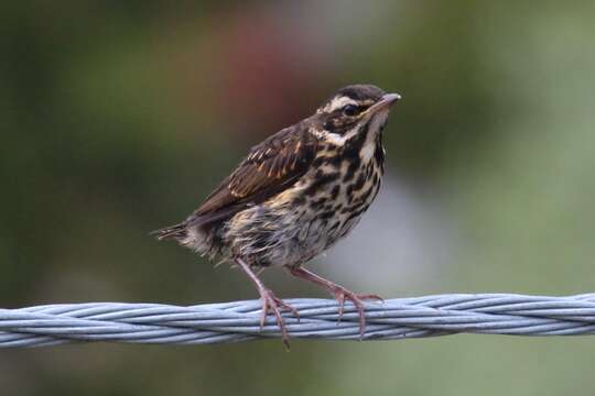 Sivun Turdus iliacus coburni Sharpe 1901 kuva