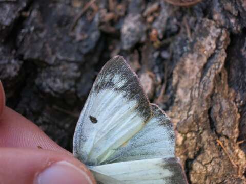 Image of Orange Sulphur