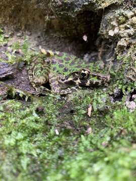 Image of Odorrana huanggangensis Chen, Zhou & Zheng 2010