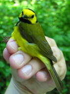 Image of Hooded Warbler