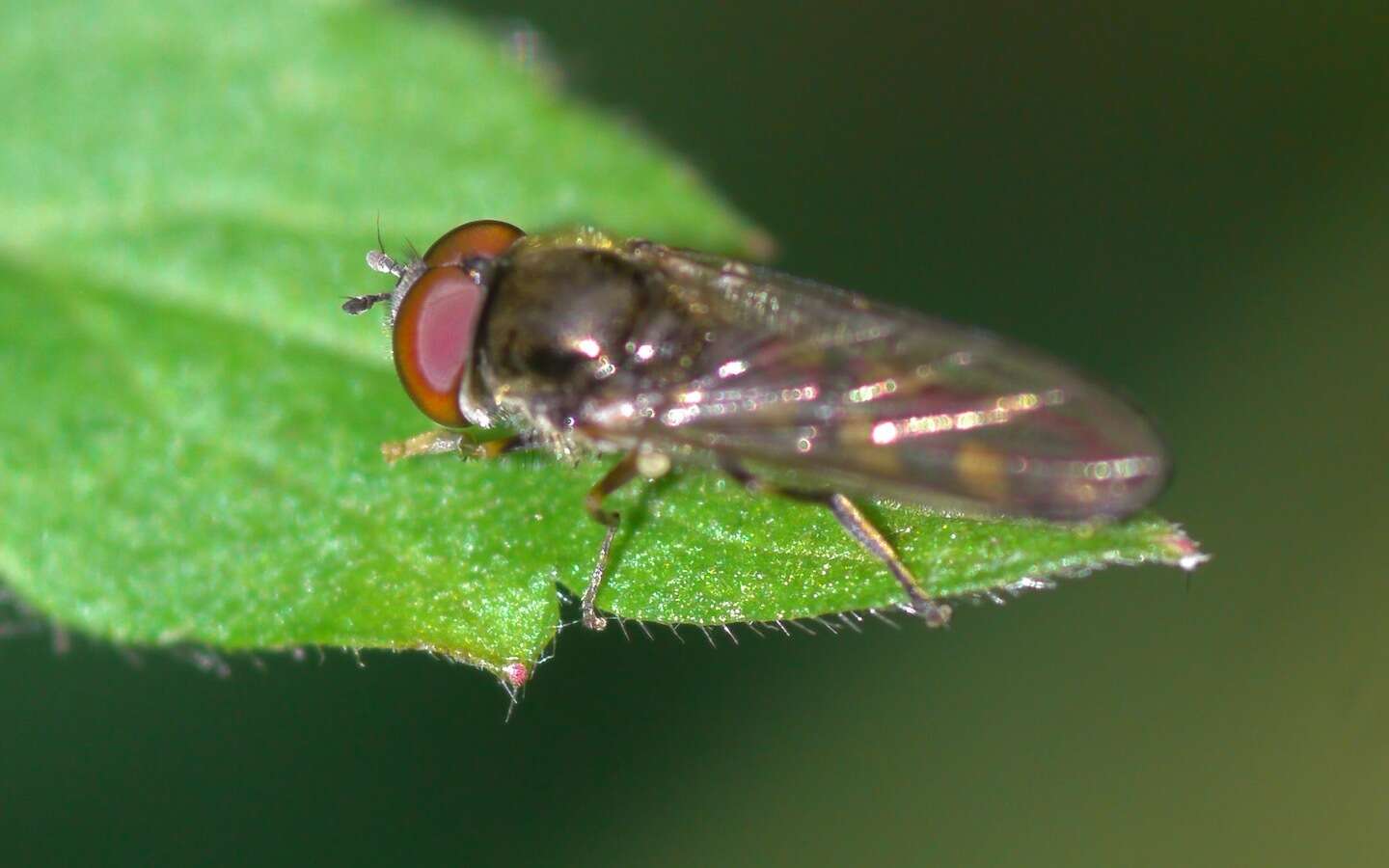 Image of Platycheirus scutatus (Meigen 1822)