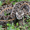 Image of Kenya Horned Viper