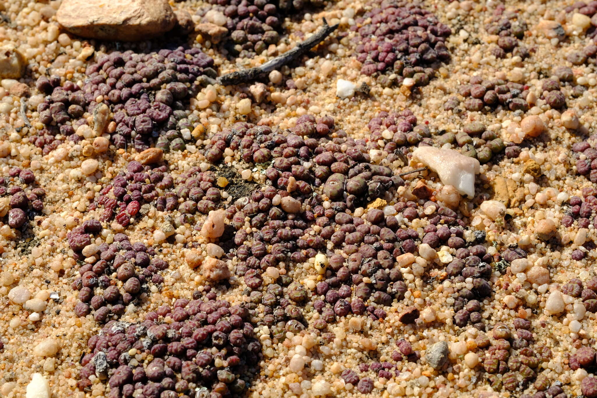 Image of Conophytum obcordellum subsp. rolfii (De Boer) S. A. Hammer