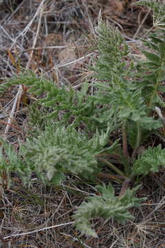 Image of hairy balsamroot