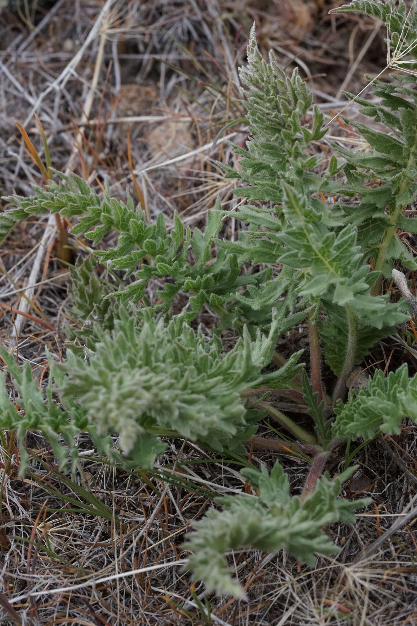 Слика од Balsamorhiza hispidula Sharp